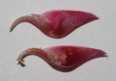 Indigofera intermedia