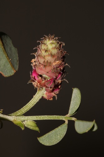 Image of Indigofera intermedia by (c) Brian du Preez, some rights reserved (CC BY-SA)