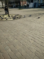 Columba livia domestica