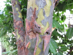 Pseudocydonia sinensis