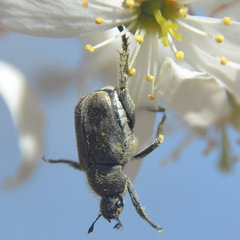 Hoplia