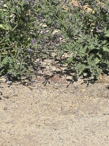 iNaturalist observation photo of Sonoran Spotted Whiptail