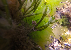 Hippocampus breviceps