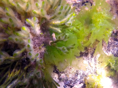 Hippocampus breviceps