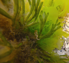 Hippocampus breviceps