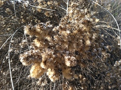 Lepidospartum squamatum