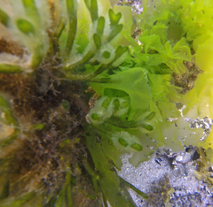 Hippocampus breviceps