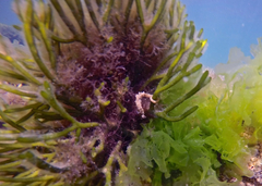 Hippocampus breviceps