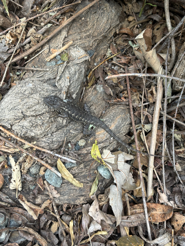 iNaturalist observation photo of Western Fence Lizard