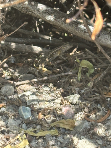 iNaturalist observation photo of Western Fence Lizard