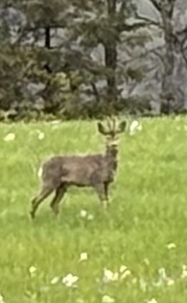 Western Roe Deer