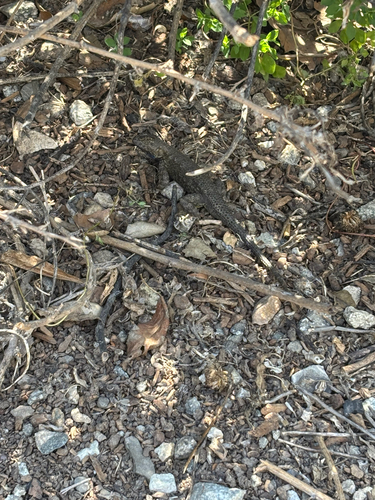 iNaturalist observation photo of Western Fence Lizard