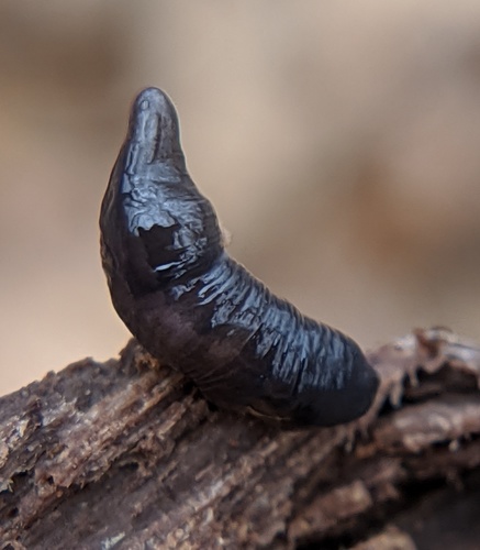 Donkere landplatworm, Southfield, MI, USA, photo 6 of 10