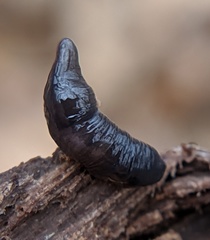 Microplana terrestris