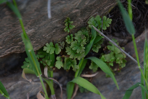 Oeosporangium pteridioides, 2026-05-02