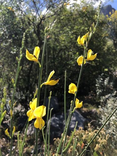 Spanish Broom