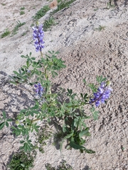 Lupinus succulentus