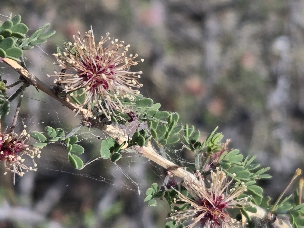 Mimosa borealis; photograph author not stated, no rights reserved