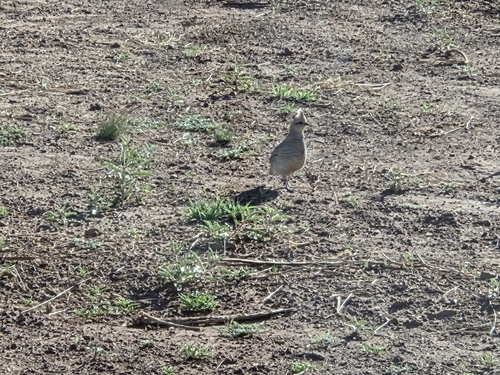 Scaled Quail