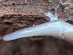 Microplana terrestris