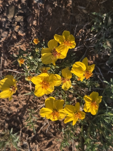 Rocky Mountain zinnia