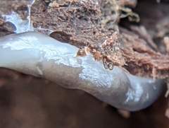 Microplana terrestris