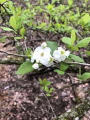 Crataegus collina