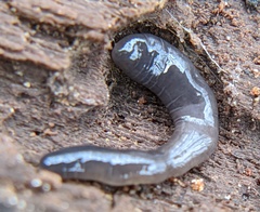 Microplana terrestris