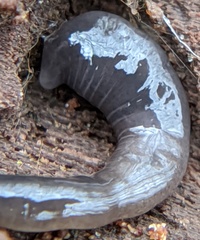 Microplana terrestris