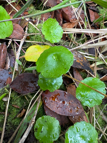 Hydrocotyle verticillata observed 2026-05-07