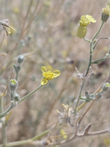 Baileya pauciradiata, photograph 4