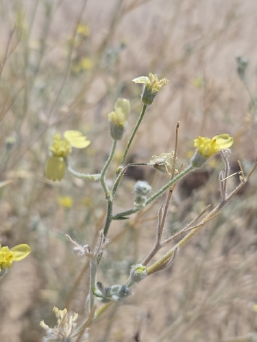 Baileya pauciradiata, photograph 6