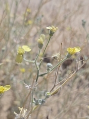 Baileya pauciradiata, photograph (c) Nicole, some rights reserved (CC BY)