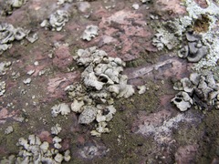 Dermatocarpon americanum