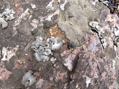 Dermatocarpon americanum