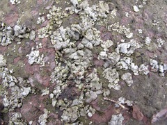 Dermatocarpon americanum