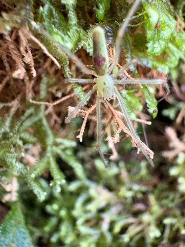 Tetragnatha observed 2026-05-07