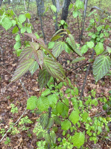 Viburnum setigerum iNat (3)