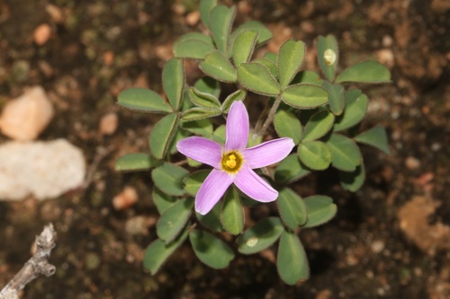 Arid Sorrel (Oxalis aridicola)