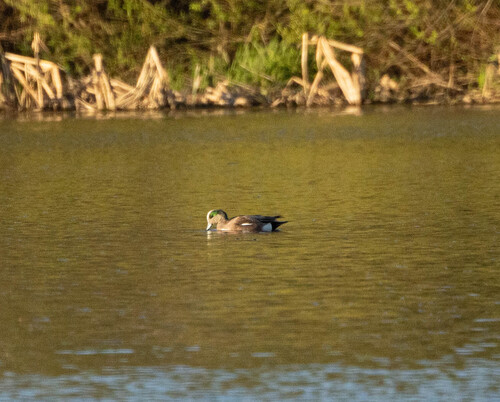 Canard à front blanc