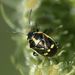 Cabbage Bug - Photo (c) Michael Knapp, some rights reserved (CC BY), uploaded by Michael Knapp