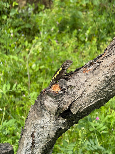 Shaanxi Mountain Agama