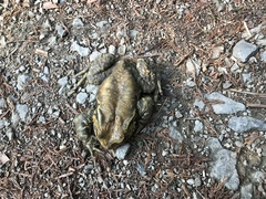 Bufo formosus