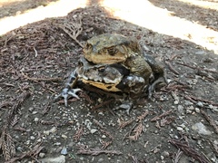 Bufo formosus
