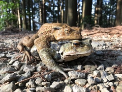 Bufo formosus