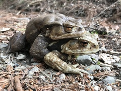 Bufo formosus