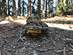 Bufo formosus