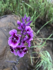 Streptanthus maculatus