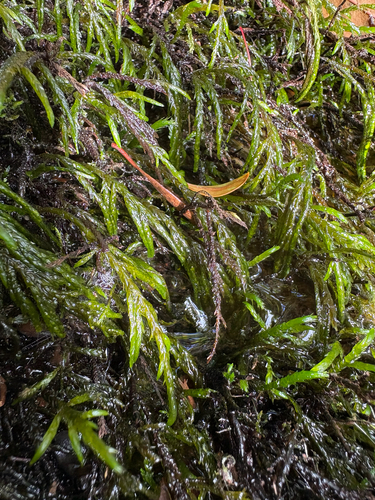 Limbella tricostata observed 2026-05-05