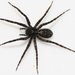 Meadow Wolf Spider - Photo (c) Benedikt, some rights reserved (CC BY-SA)